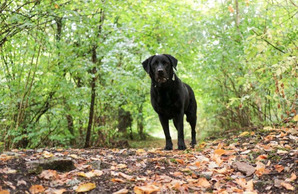 Hoe is het weer in de Ardennen?