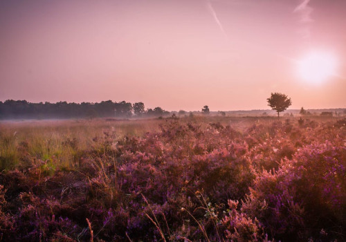 Waarom is Enschede zo'n gewilde reisbestemming?